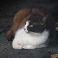 写真: 日陰で涼む猫