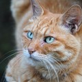 写真: 綺麗な目の猫