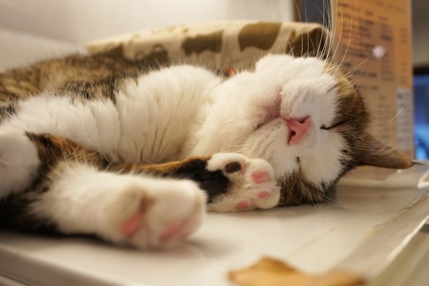 写真: 良い夢見てそうな猫