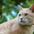 写真: 緑の中の緑の目の猫