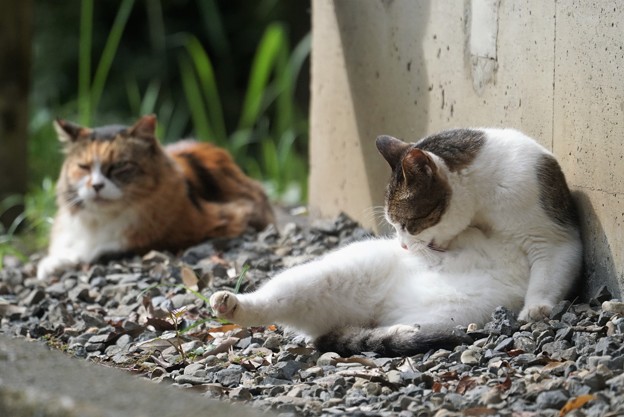 写真: くつろぐ猫たち
