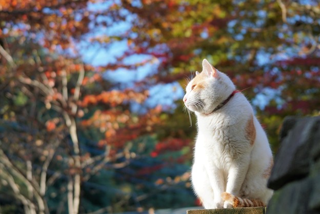 Photos: 紅葉と猫
