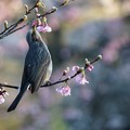 写真: 河津桜とヒヨドリ1