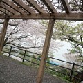 写真: 2017年4月9日 西公園 桜 福岡 さくら 写真 (25)