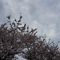 写真: 2017年4月9日 西公園 桜 福岡 さくら 写真 (26)