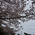 写真: 2017年4月9日 西公園 桜 福岡 さくら 写真 (28)