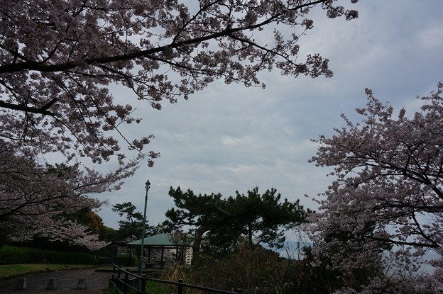 写真: 2017年4月9日 西公園 桜 福岡 さくら 写真 (29)