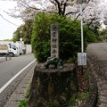 写真: 2017年4月9日 西公園 桜 福岡 さくら 写真 (99)