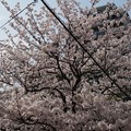 写真: 2017年4月9日 西公園 桜 福岡 さくら 写真 (138)