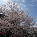 写真: 2017年4月9日 西公園 桜 福岡 さくら 写真 (139)