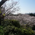 2018年3月28日撮影 西公園 桜 福岡 さくら満開 写真画像 (74)