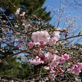 写真: 2018年3月28日撮影 西公園 桜 福岡 さくら満開 写真画像 (84)