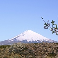 写真: 富士山と桜