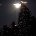 写真: 満月と杉