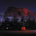 写真: 夜の枝垂桜
