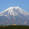 富士山と鯉のぼり 20080506