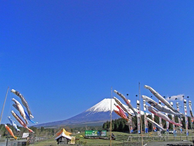 写真: 富士山と鯉のぼりin富士山こどもの国 1