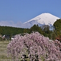 写真: 富士山と桜と鯉のぼり