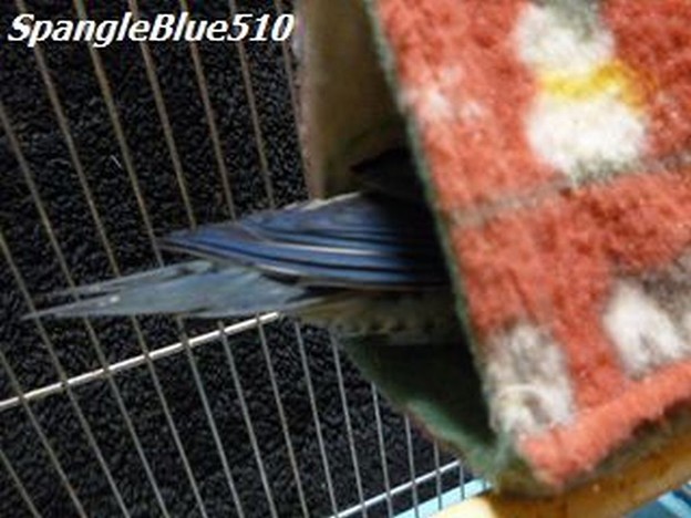 写真: 幸福の青い鳥〜〜〜♪ 頭隠して尻隠さず 1024×768