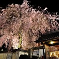 写真: 恵福寺　夜桜ライトアップ