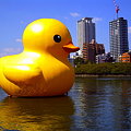 写真: Rubber Duck Project 2009