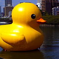 Rubber Duck Project 2009