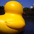 写真: Rubber Duck Project 2009