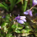 写真: 紫鷺苔