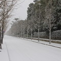 雪の銀杏街路