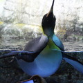 写真: ガラスに当たるペンギン