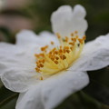 写真: 白い山茶花