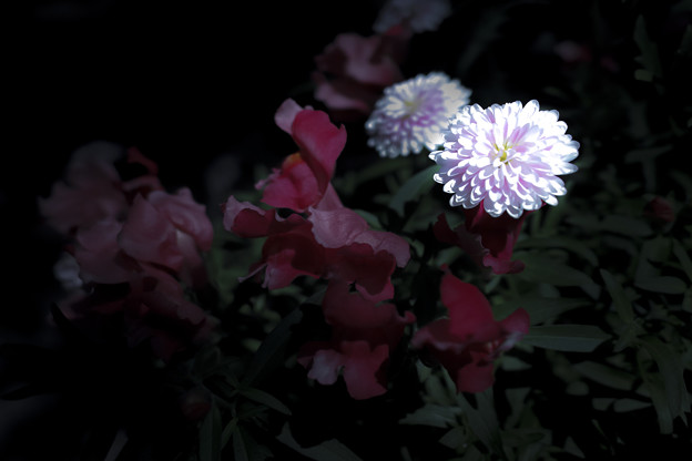 5月の花