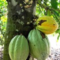 写真: cocoa pods on a tree