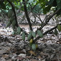写真: cocoa tree