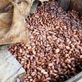 写真: modified_Fermentation cocoa beans