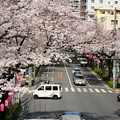 中野通り桜