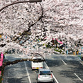 中野通り桜