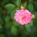 写真: 薔薇