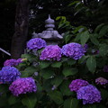 椎名町天祖神社境内の紫陽花