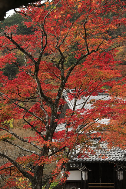 写真: 京都・西山 善峯寺10