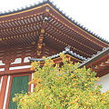 写真: 奈良　興福寺　南円堂