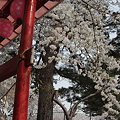 写真: ミニ鳥居と桜