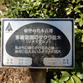 写真: No.88号　多磨霊園のサクラ並木（ソメイヨシノ）