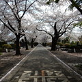 多磨霊園の桜並木