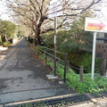 写真: 桜並木の本多緑道