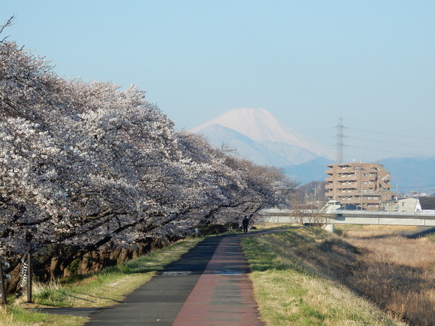 写真: 浅川の桜と富士山