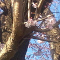 写真: 【速報】近所の桜が開花。＞神奈川県伊勢原市