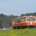 写真: いすみ鉄道 普通列車 8D (キハ20 1303)