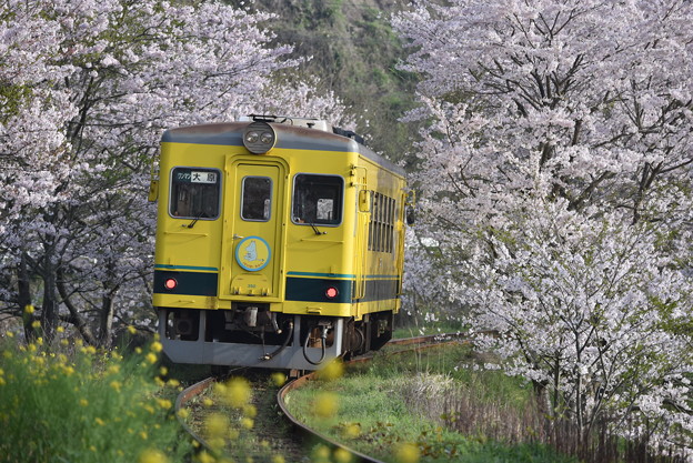写真: いすみ鉄道 普通列車 52D