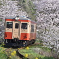 写真: いすみ鉄道 普通列車 53D (キハ20 1303)